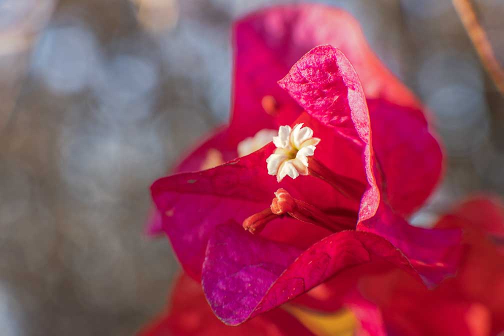 Canon EOS R7  --   -- 1/125 sec -- ISO 200 -- 0 EV -- 