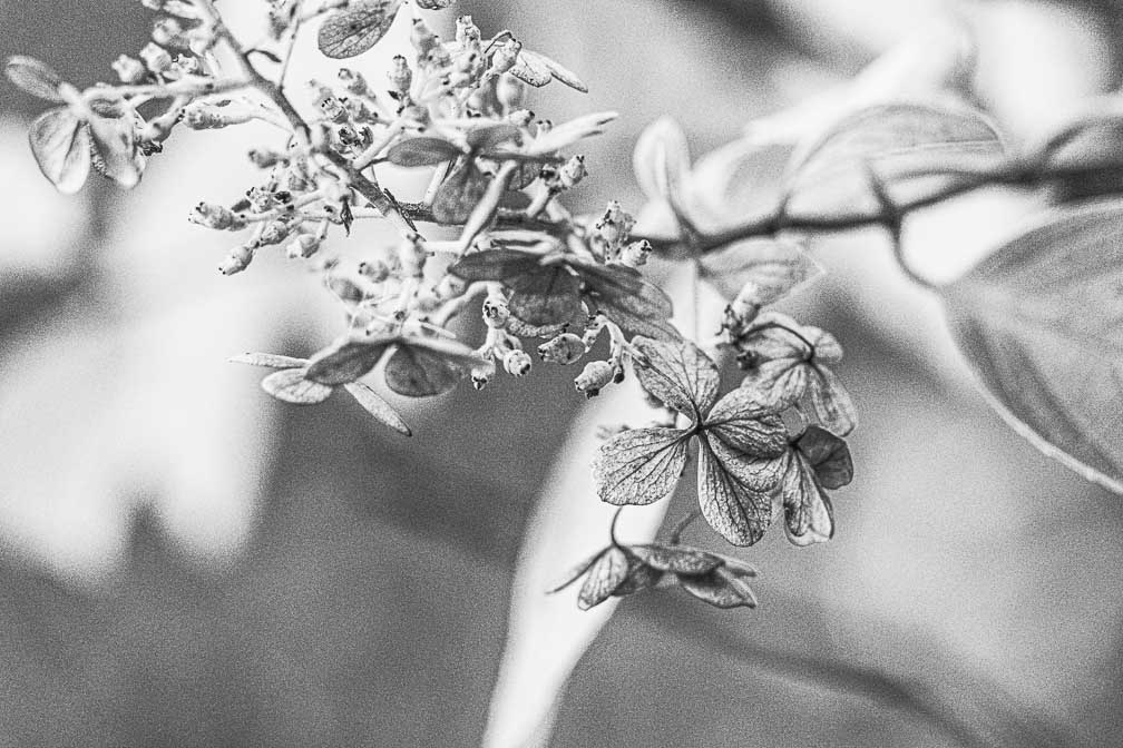 Canon EOS R7  --  RF100-500mm F4.5-7.1 L IS USM -- 1/125 sec at f / 5.0 -- ISO 3200 -- 0 EV -- 