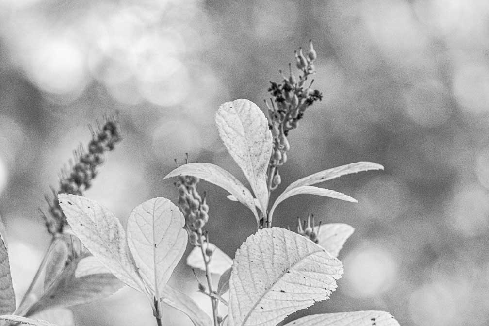 Canon EOS R7  --  RF100-500mm F4.5-7.1 L IS USM -- 1/125 sec at f / 8.0 -- ISO 3200 -- 0 EV -- 