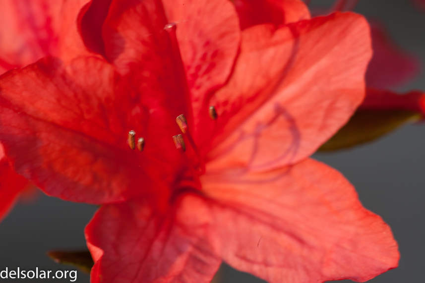 Canon EOS 5D Mark II  --  100 mm  --  EF100mm f/2.8 Macro USM  