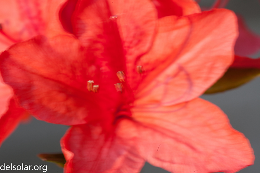 Canon EOS 5D Mark II  --  100 mm  --  EF100mm f/2.8 Macro USM  