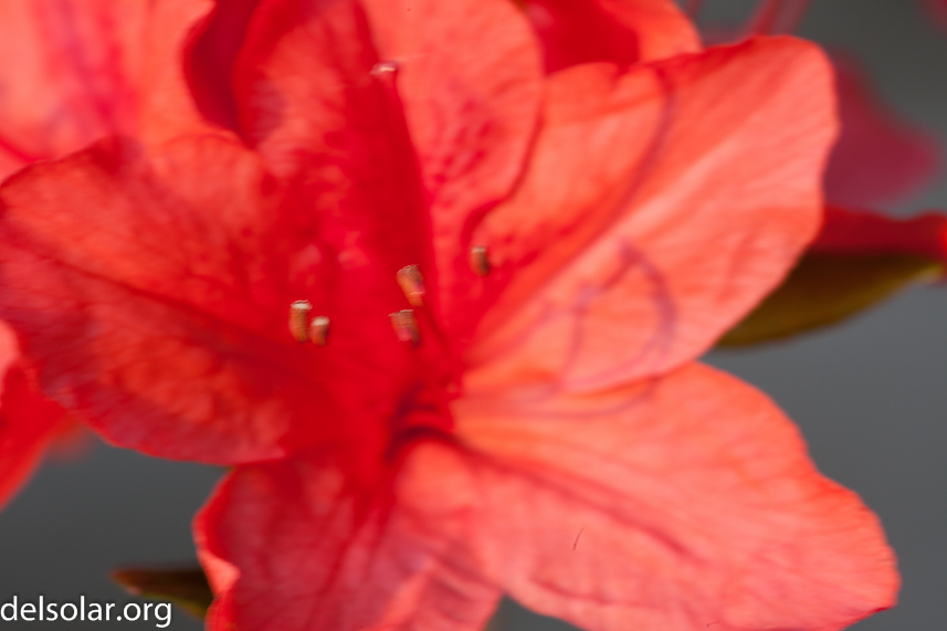 Canon EOS 5D Mark II  --  100 mm  --  EF100mm f/2.8 Macro USM  