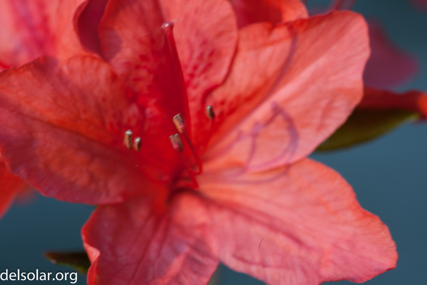 Canon EOS 5D Mark II  --  100 mm  --  EF100mm f/2.8 Macro USM  