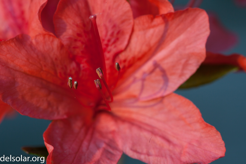 Canon EOS 5D Mark II  --  100 mm  --  EF100mm f/2.8 Macro USM  