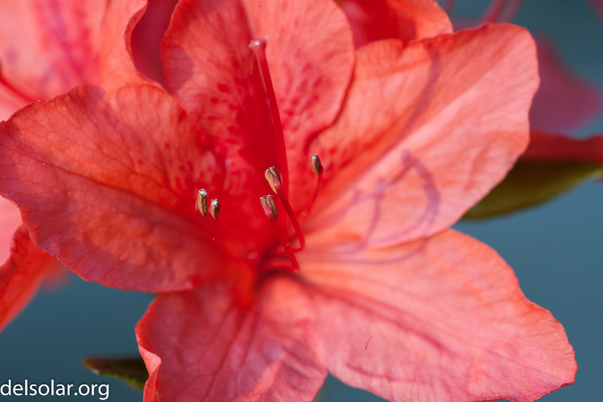 Canon EOS 5D Mark II  --  100 mm  --  EF100mm f/2.8 Macro USM  