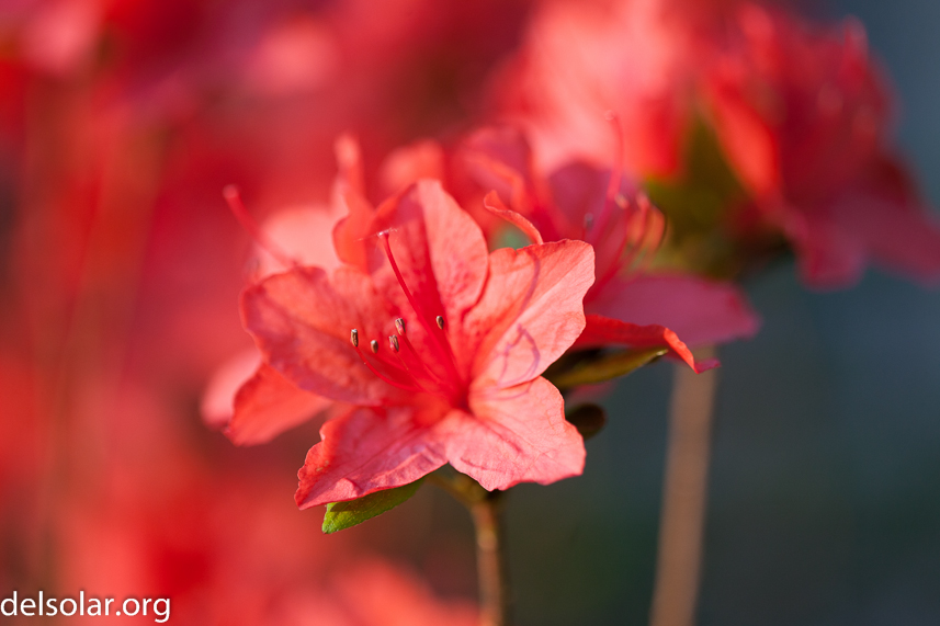 Canon EOS 5D Mark II  --  100 mm  --  EF100mm f/2.8 Macro USM  