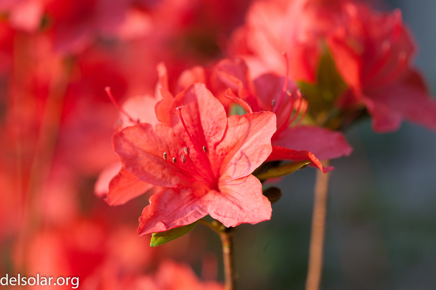 Canon EOS 5D Mark II  --  100 mm  --  EF100mm f/2.8 Macro USM  