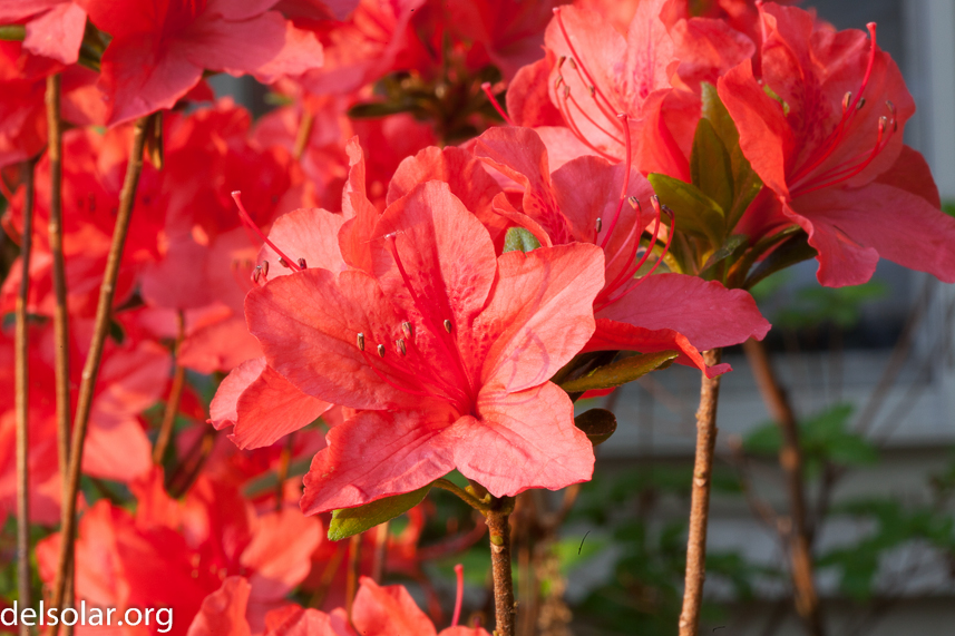 Canon EOS 5D Mark II  --  100 mm  --  EF100mm f/2.8 Macro USM  