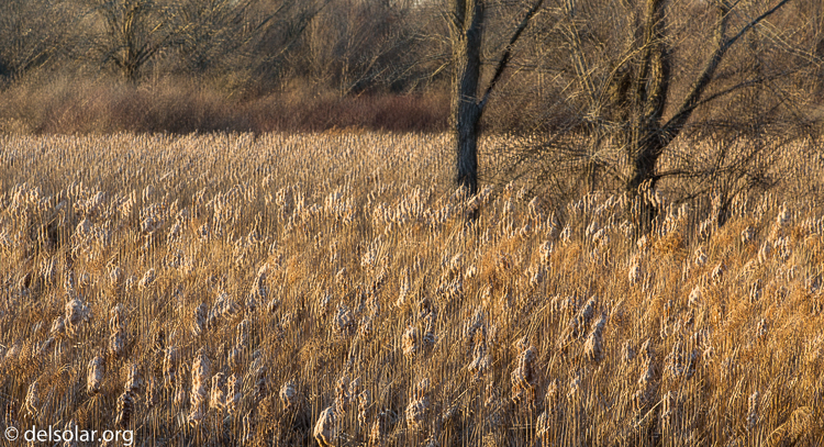 Canon EOS 5D Mark III  --  70 mm  --  EF24-105mm f/4L IS USM  