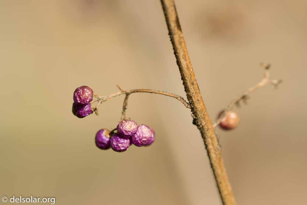 ILCE-6500  --  FE 90mm F2.8 Macro G OSS -- 1/160 sec at f / 7.1 -- ISO 200 -- 0 EV -- 