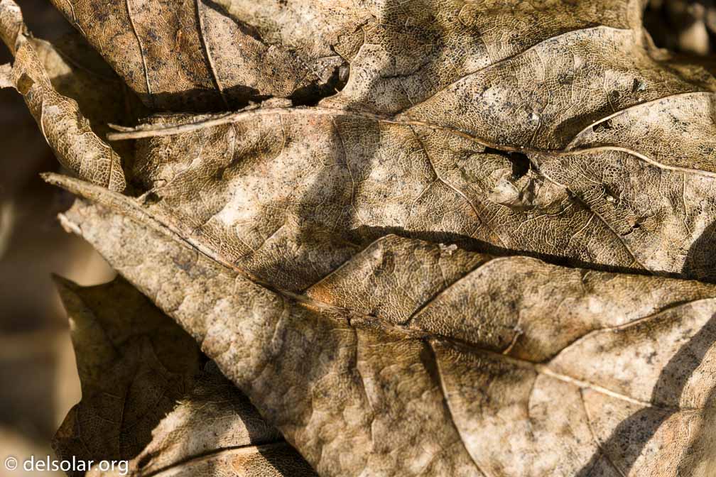 ILCE-6500  --  FE 90mm F2.8 Macro G OSS -- 1/320 sec at f / 5.6 -- ISO 200 -- 0 EV -- 