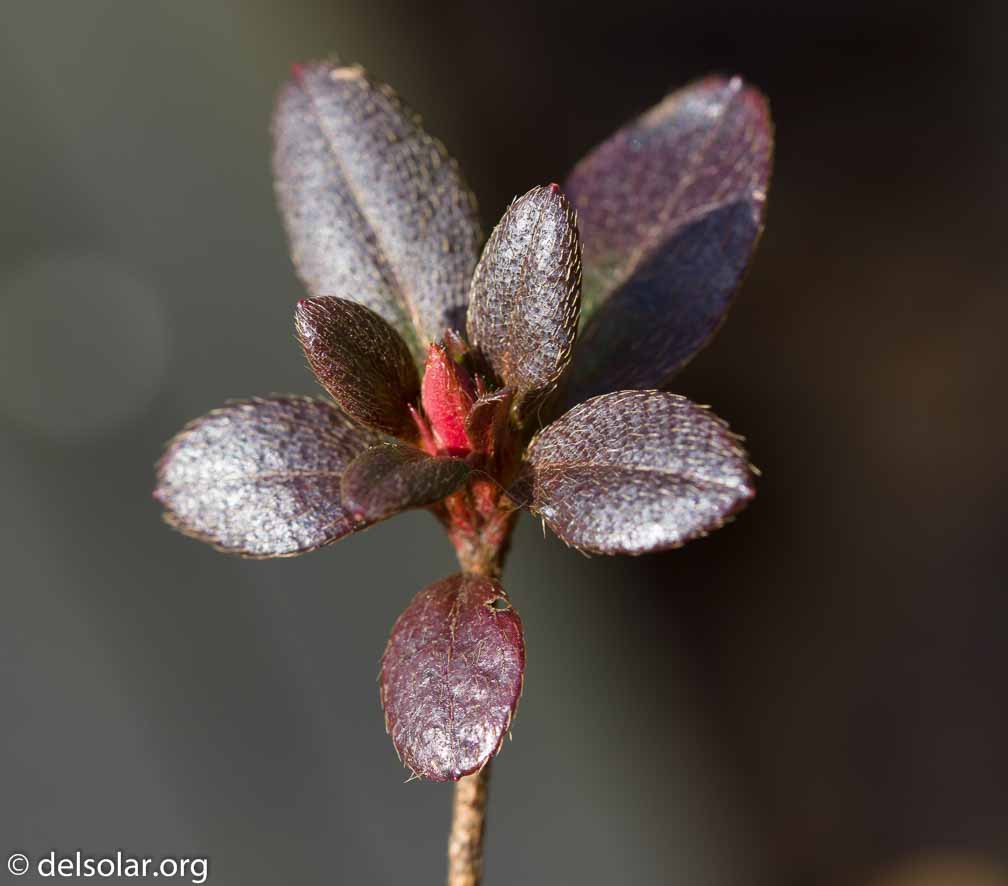 ILCE-6500  --  FE 90mm F2.8 Macro G OSS -- 1/125 sec at f / 5.6 -- ISO 200 -- 0 EV -- 