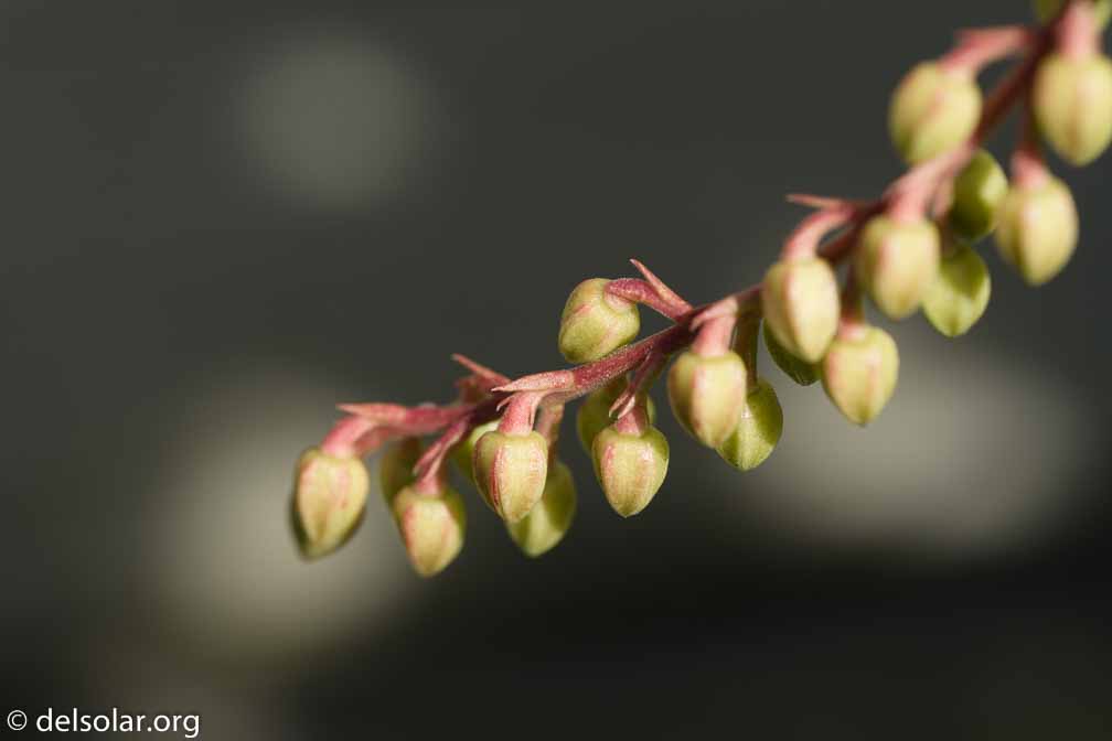 ILCE-6500  --  FE 90mm F2.8 Macro G OSS -- 1/160 sec at f / 6.3 -- ISO 200 -- 0 EV -- 