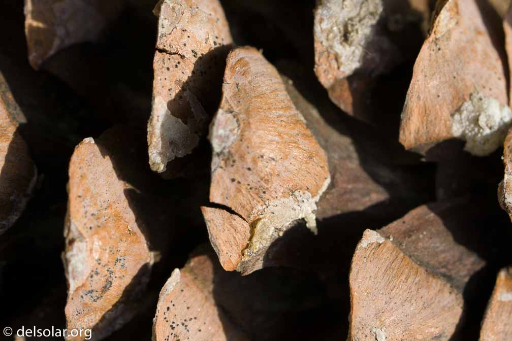 ILCE-6500  --  FE 90mm F2.8 Macro G OSS -- 1/160 sec at f / 6.3 -- ISO 200 -- 0 EV -- 