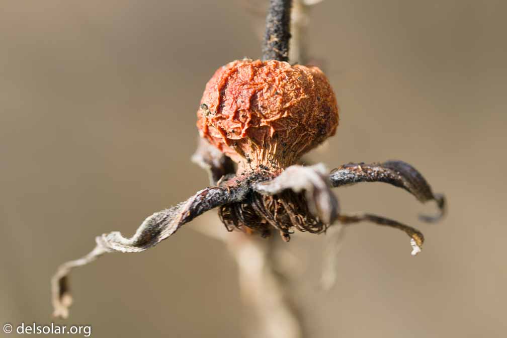 ILCE-6500  --  FE 90mm F2.8 Macro G OSS -- 1/125 sec at f / 5.0 -- ISO 200 -- 0 EV -- 