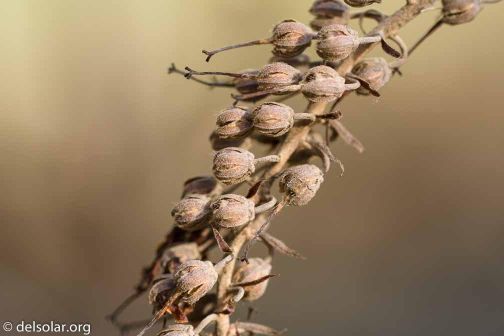 ILCE-6500  --  FE 90mm F2.8 Macro G OSS -- 1/125 sec at f / 5.0 -- ISO 200 -- 0 EV -- 