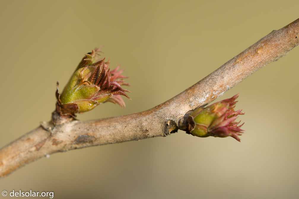 ILCE-6500  --  FE 90mm F2.8 Macro G OSS -- 1/320 sec at f / 5.0 -- ISO 200 -- 0 EV -- 