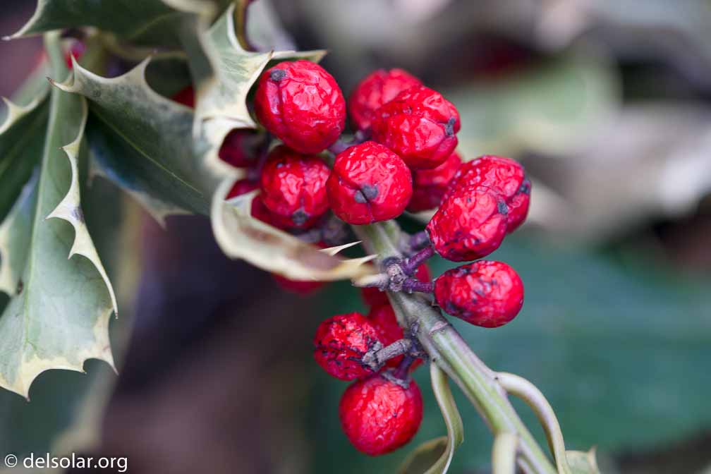 ILCE-6500  --  FE 90mm F2.8 Macro G OSS -- 1/50 sec at f / 4.5 -- ISO 320 -- 0 EV -- 