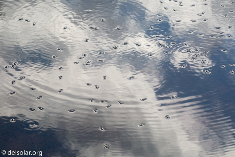 Canon EOS 5D Mark III  --  109 mm  --  EF70-200mm f/4L USM  