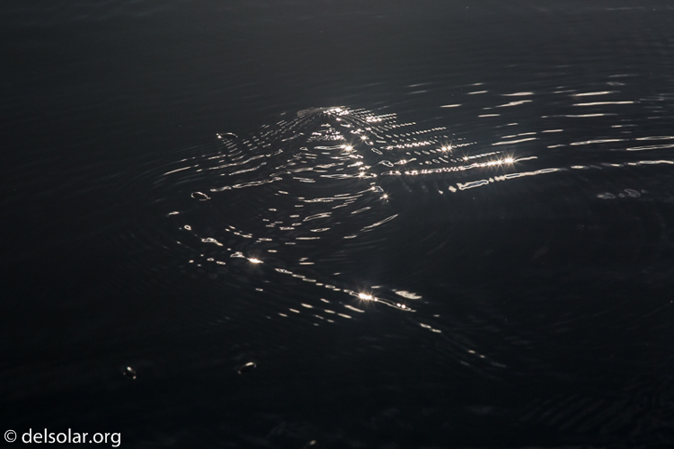 Canon EOS 5D Mark III  --  188 mm  --  EF70-200mm f/4L USM  