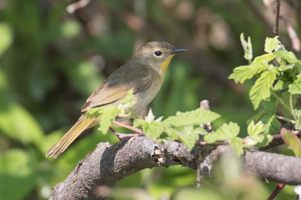 Canon EOS 7D Mark II  --  EF100-400mm f/4.5-5.6L IS II USM -- 1/500 sec at f / 5.6 -- ISO 320 -- 2/3 EV -- 