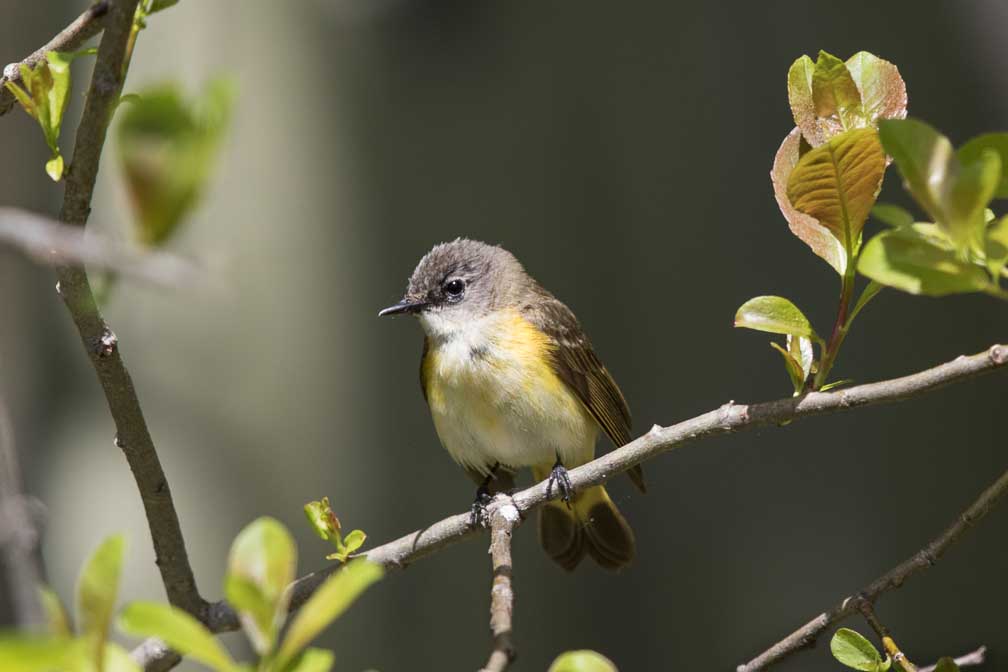 Canon EOS 7D Mark II  --  EF600mm f/4L IS II USM -- 1/1600 sec at f / 4.5 -- ISO 400 -- 1/3 EV -- 