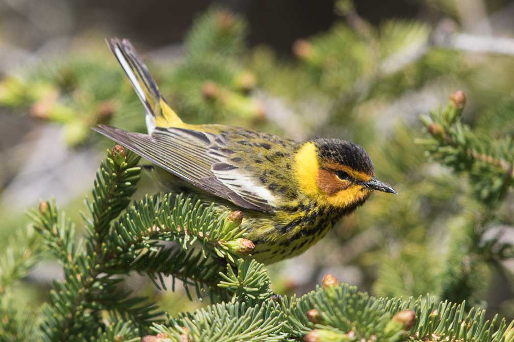 Canon EOS 7D Mark II  --  EF600mm f/4L IS II USM -- 1/2000 sec at f / 4.5 -- ISO 400 -- 1/3 EV -- 