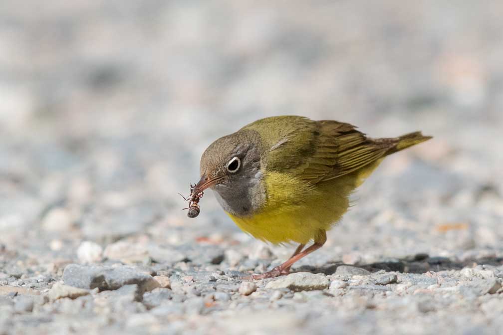 Canon EOS 7D Mark II  --  EF600mm f/4L IS II USM -- 1/8000 sec at f / 4.5 -- ISO 1000 -- 1/3 EV -- 