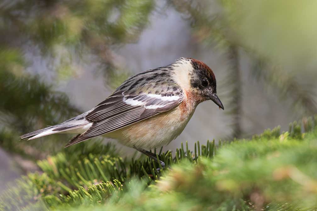 Canon EOS 7D Mark II  --  EF600mm f/4L IS II USM -- 1/640 sec at f / 4.5 -- ISO 250 -- 1/3 EV -- 