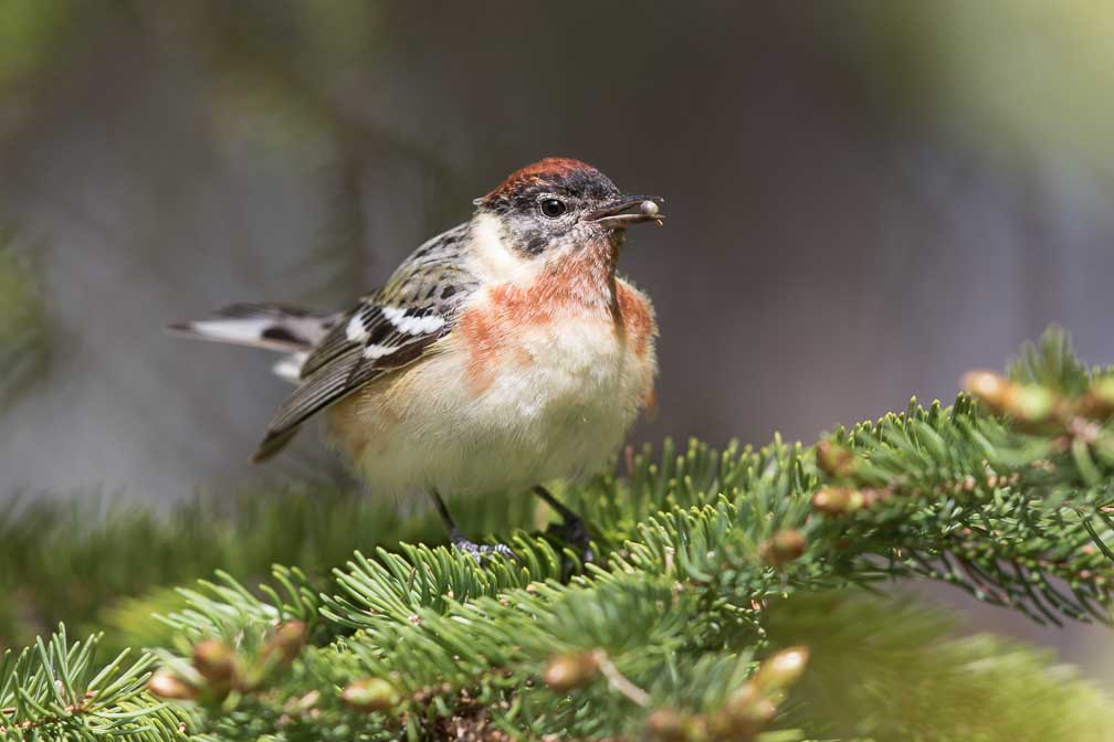 Canon EOS 7D Mark II  --  EF600mm f/4L IS II USM -- 1/500 sec at f / 4.5 -- ISO 250 -- 1/3 EV -- 