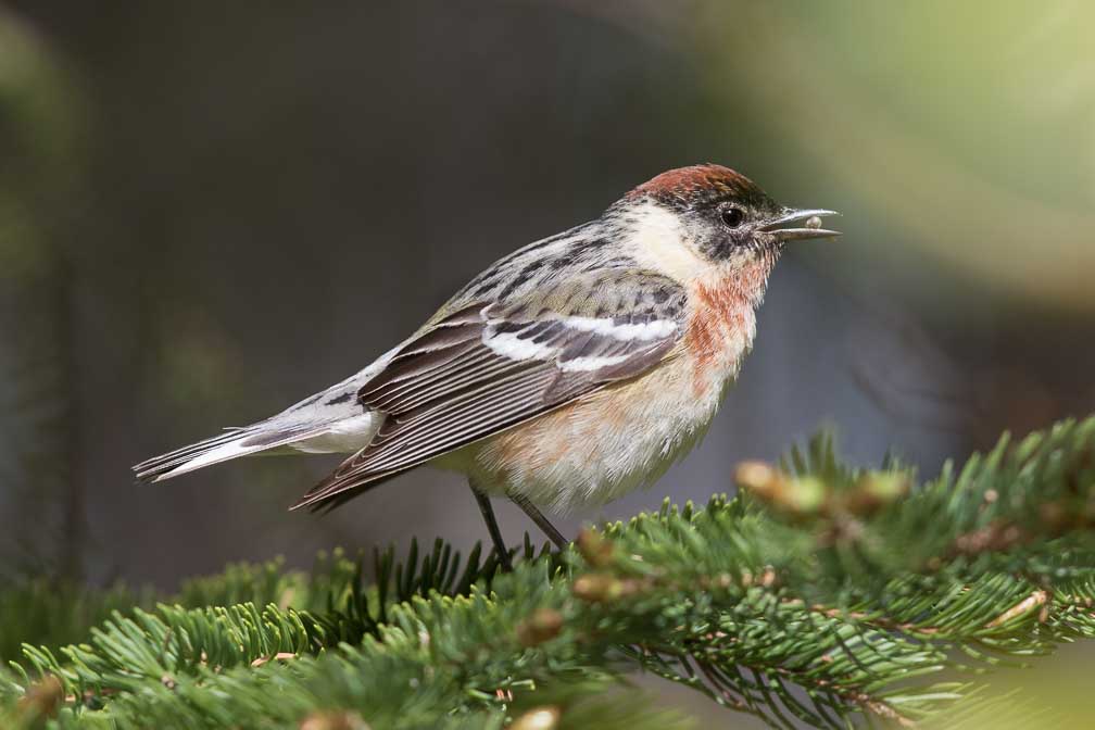 Canon EOS 7D Mark II  --  EF600mm f/4L IS II USM -- 1/800 sec at f / 4.5 -- ISO 250 -- 1/3 EV -- 