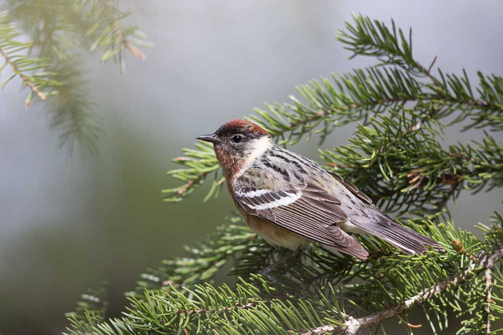 Canon EOS 7D Mark II  --  EF600mm f/4L IS II USM -- 1/640 sec at f / 4.5 -- ISO 250 -- 1/3 EV -- 