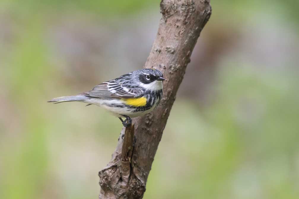 Canon EOS 7D Mark II  --  EF600mm f/4L IS II USM -- 1/1600 sec at f / 4.5 -- ISO 1250 -- 1/3 EV -- 