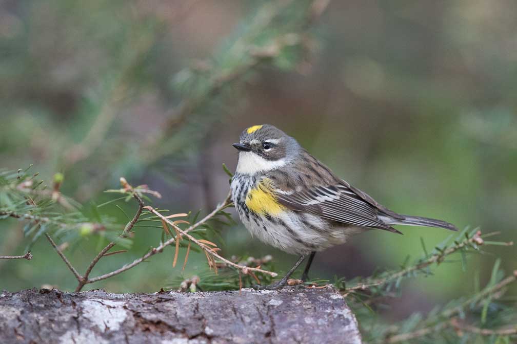 Canon EOS 7D Mark II  --  EF600mm f/4L IS II USM -- 1/400 sec at f / 4.5 -- ISO 3200 -- 1/3 EV -- 