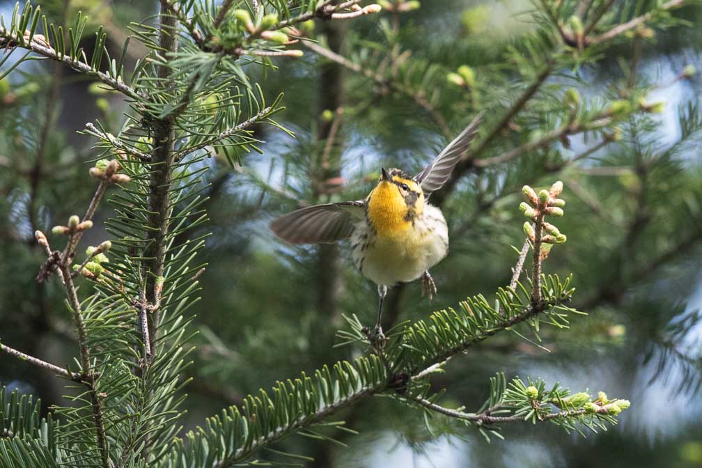 Canon EOS 7D Mark II  --  EF600mm f/4L IS II USM -- 1/800 sec at f / 4.5 -- ISO 2500 -- 2/3 EV -- 