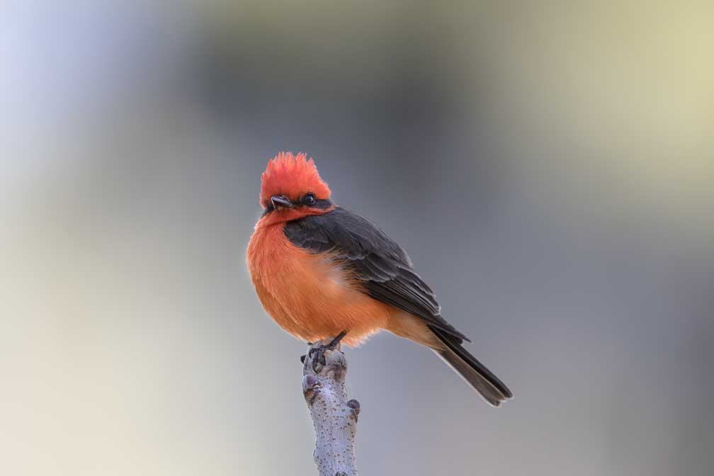 Canon EOS 7D Mark II  --  EF600mm f/4L IS II USM -- 1/160 sec at f / 5.0 -- ISO 100 -- 1 1/3 EV -- 