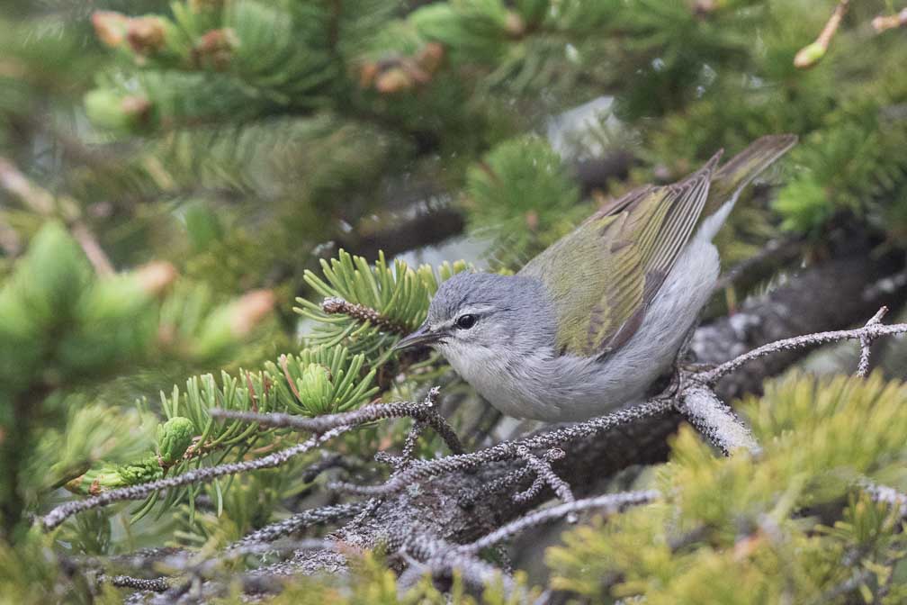 Canon EOS 7D Mark II  --  EF600mm f/4L IS II USM -- 1/800 sec at f / 4.5 -- ISO 2000 -- 2/3 EV -- 