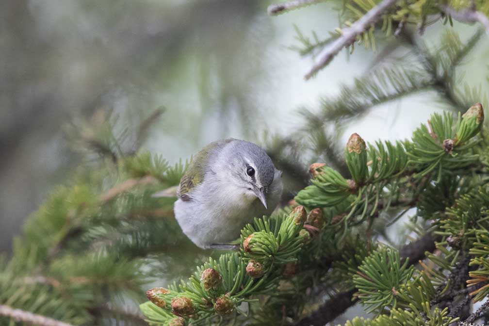 Canon EOS 7D Mark II  --  EF600mm f/4L IS II USM -- 1/1000 sec at f / 4.5 -- ISO 2000 -- 2/3 EV -- 