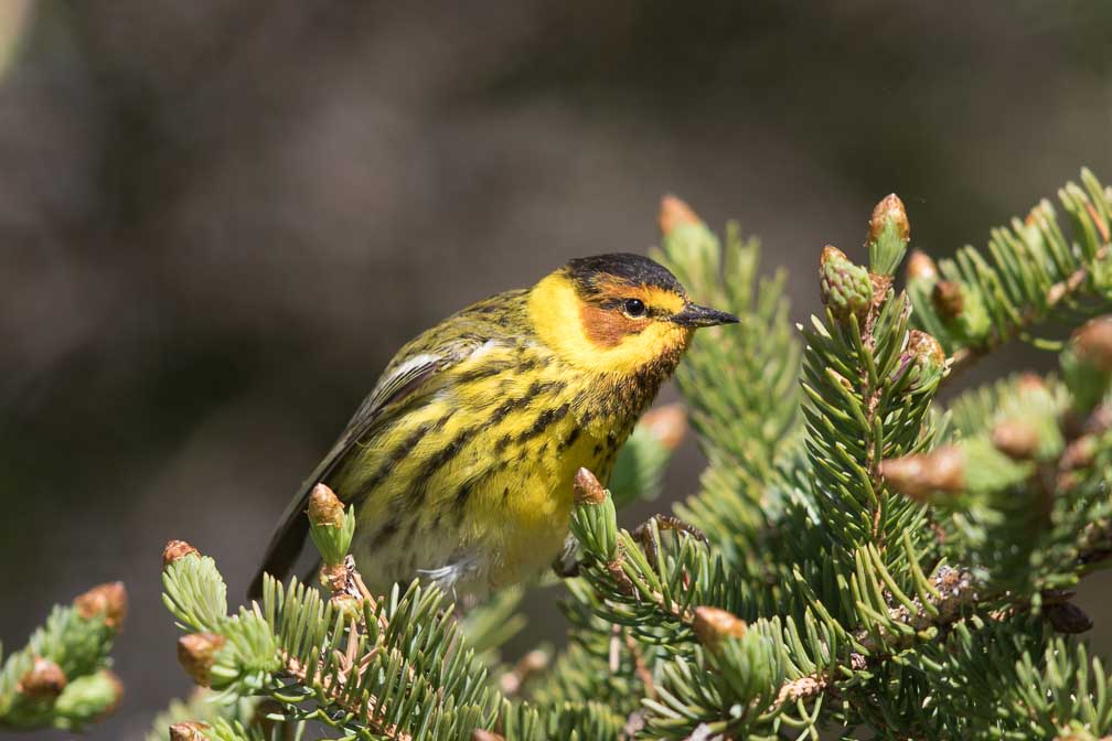 Canon EOS 7D Mark II  --  EF600mm f/4L IS II USM -- 1/1600 sec at f / 4.5 -- ISO 320 -- 0 EV -- 