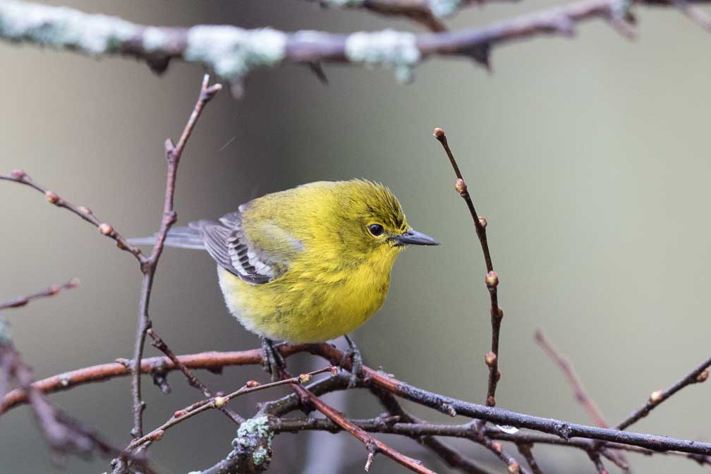 Canon EOS 7D Mark II  --  EF600mm f/4L IS II USM -- 1/250 sec at f / 5.0 -- ISO 2500 -- 1/3 EV -- 