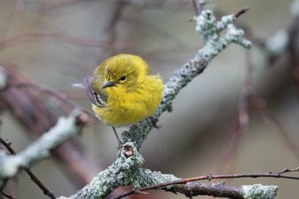 Canon EOS 7D Mark II  --  EF600mm f/4L IS II USM -- 1/320 sec at f / 5.0 -- ISO 2500 -- 1/3 EV -- 