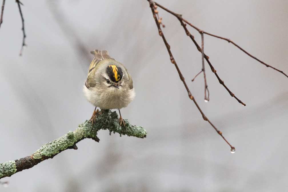 Canon EOS 7D Mark II  --  EF600mm f/4L IS II USM -- 1/800 sec at f / 5.0 -- ISO 2500 -- 1/3 EV -- 