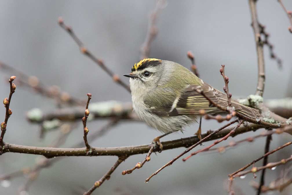 Canon EOS 7D Mark II  --  EF600mm f/4L IS II USM -- 1/400 sec at f / 5.0 -- ISO 2500 -- 1/3 EV -- 