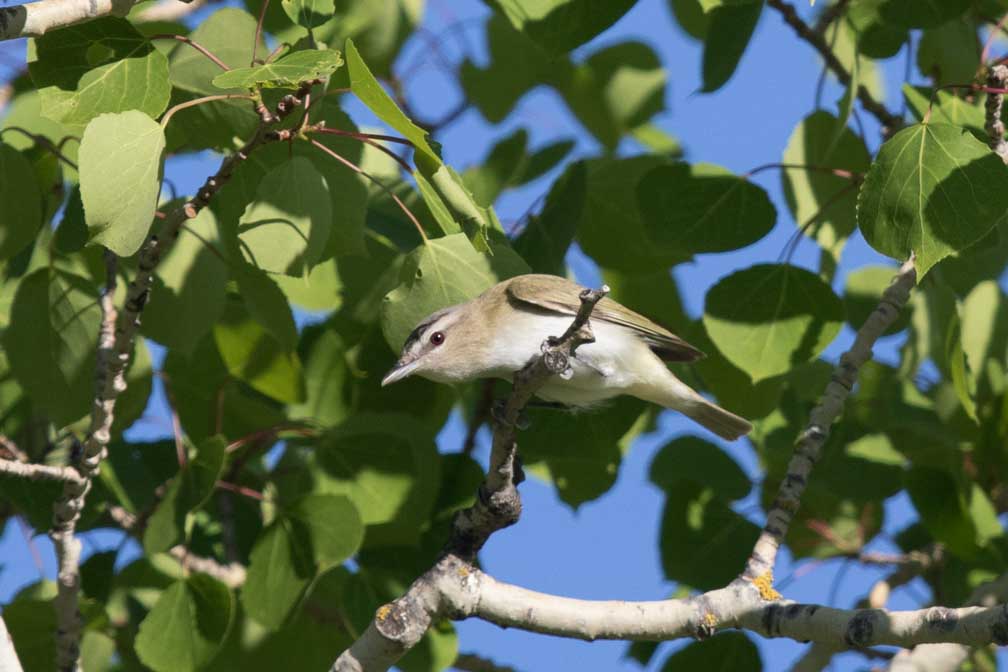 Canon EOS 7D Mark II  --  EF600mm f/4L IS II USM -- 1/2500 sec at f / 4.5 -- ISO 400 -- 1/3 EV -- 
