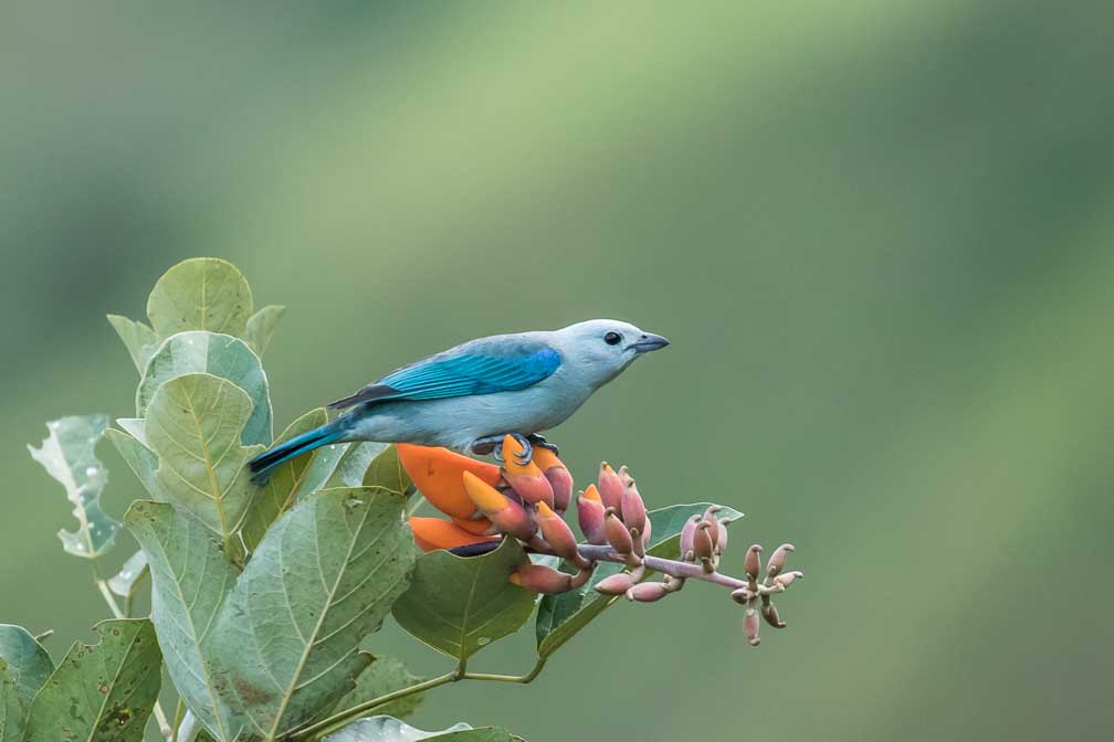 Canon EOS 7D Mark II  --  EF100-400mm f/4.5-5.6L IS II USM -- 1/125 sec at f / 5.6 -- ISO 2000 -- 1 EV -- 