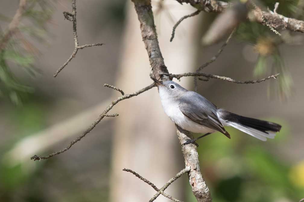 Canon EOS 7D Mark II  --  EF600mm f/4L IS II USM -- 1/1600 sec at f / 4.5 -- ISO 800 -- 1 EV -- 