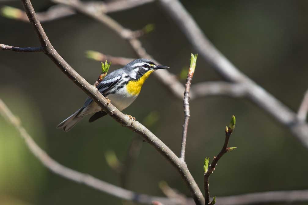 Canon EOS 7D Mark II  --  EF600mm f/4L IS II USM -- 1/1000 sec at f / 5.0 -- ISO 320 -- 0 EV -- 