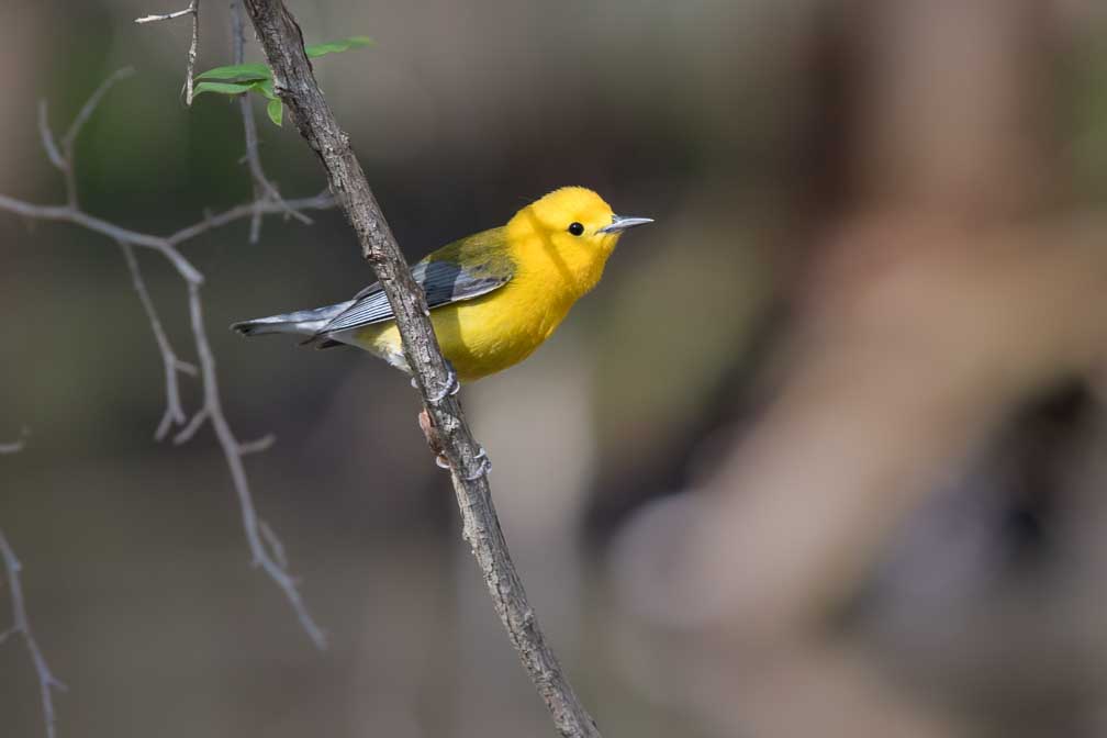 Canon EOS 7D Mark II  --  EF600mm f/4L IS II USM -- 1/160 sec at f / 8.0 -- ISO 800 -- 1/3 EV -- 