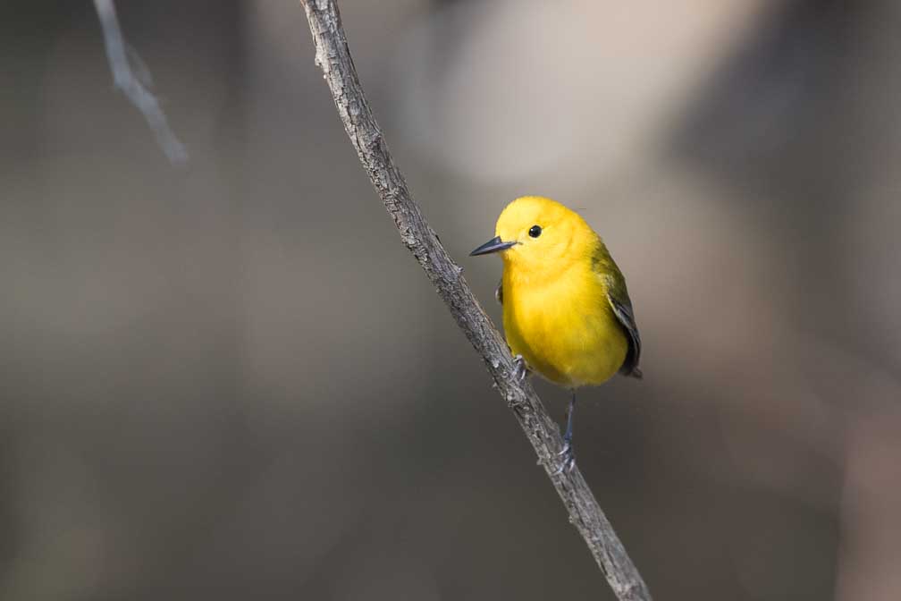 Canon EOS 7D Mark II  --  EF600mm f/4L IS II USM -- 1/400 sec at f / 5.0 -- ISO 800 -- 1/3 EV -- 