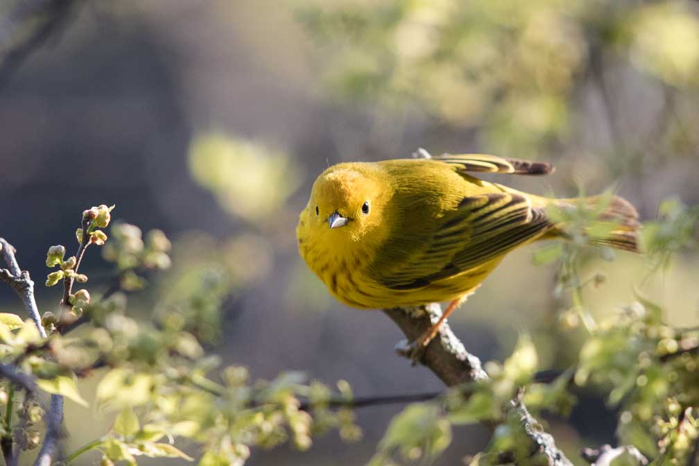 Canon EOS 7D Mark II  --  EF600mm f/4L IS II USM -- 1/1600 sec at f / 4.5 -- ISO 1600 -- 2/3 EV -- 